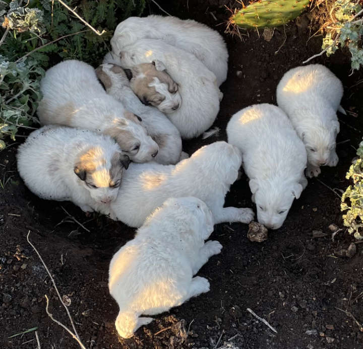 Great Pyrenees Puppies